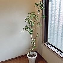 711z+rNyPHL._AC_UL210_SR210,